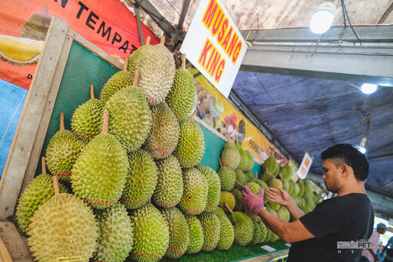 Musang King masih mengungguli variasi durian walaupun muncul variasi-variasi baharu di dalam negara ini. - Gambar oleh Abd Razak Latif