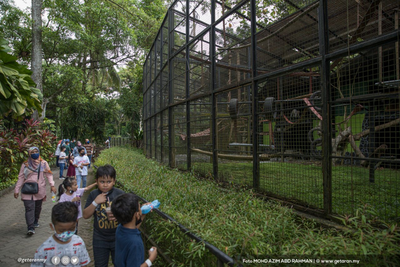 Ibu bapa mengambil kesempatan cuti hujung minggu untuk membawa anak-anak melawat Zoo Negara