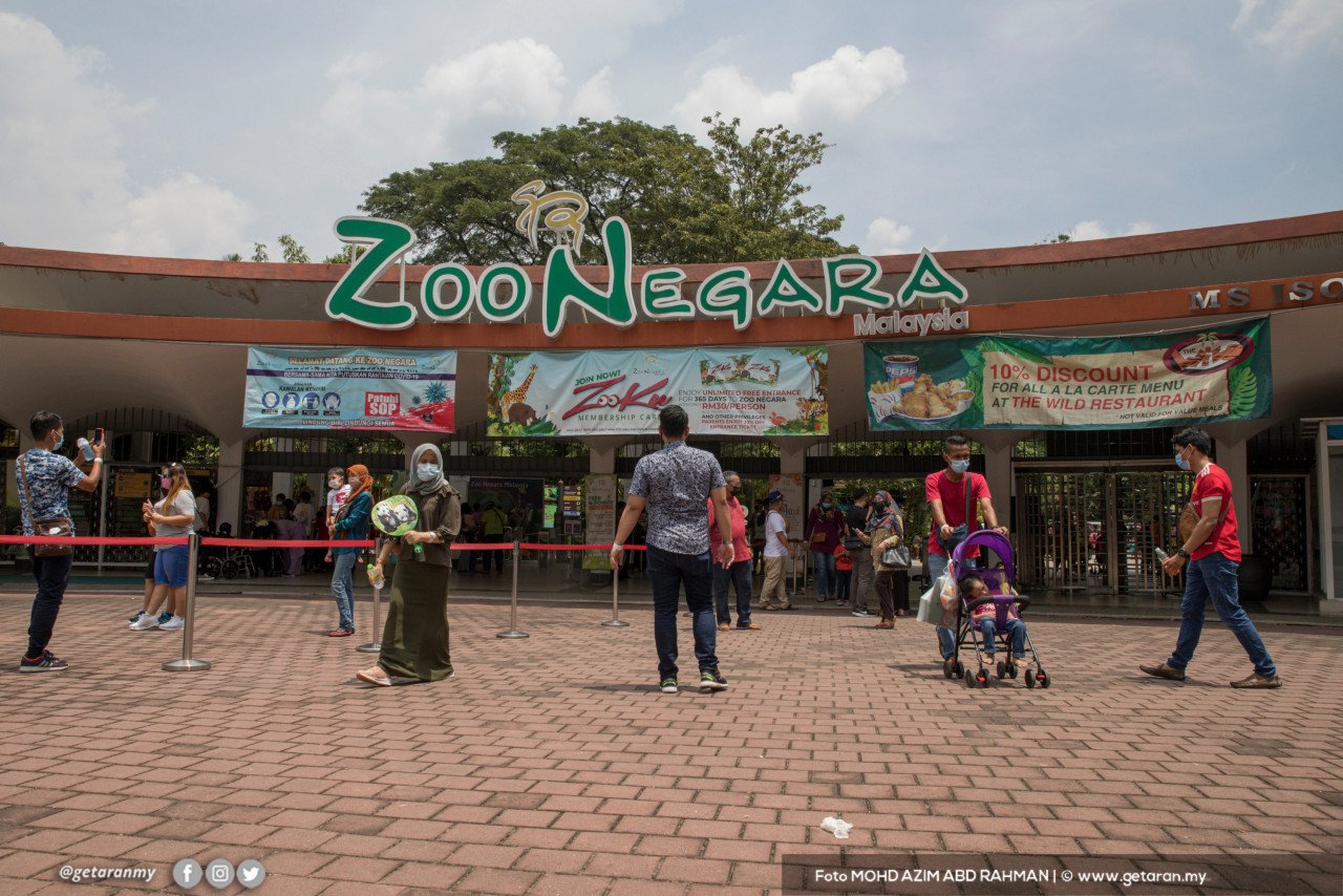 Zoo Negara dibuka semula sejak 1 Oktober lalu, dengan waktu operasi yang ditetapkan ialah antara 8 pagi hingga 5 petang.