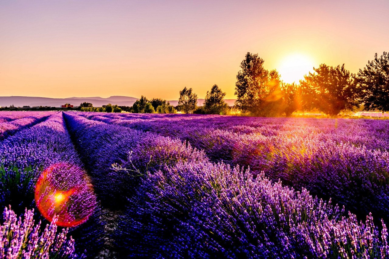 Padang lavender di Provence, Perancis