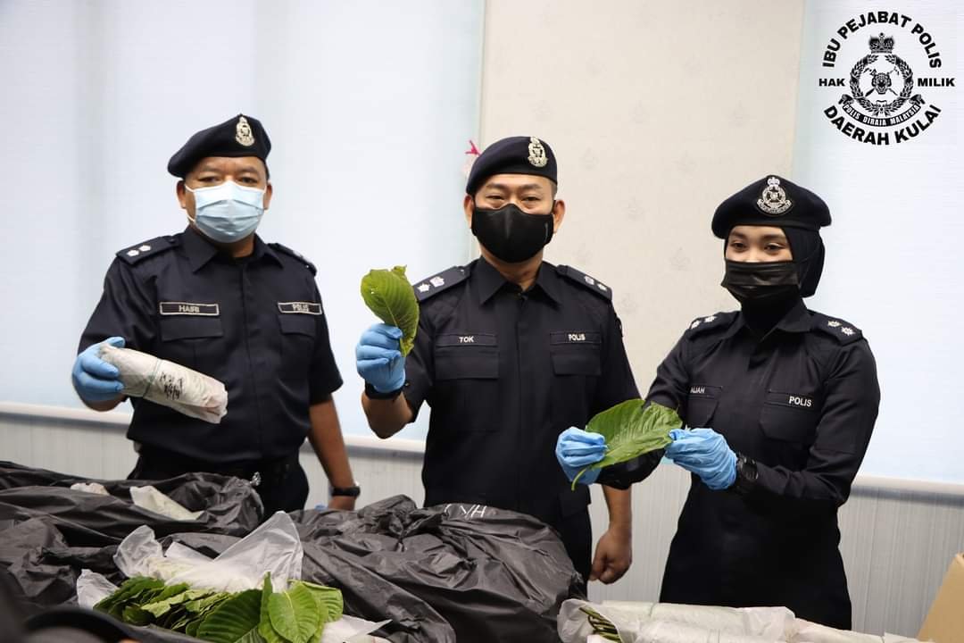  Beng Yeow (tengah) menunjukkan daun ketum yang dirampas di sebuah rumah di Taman Putri, semalam.