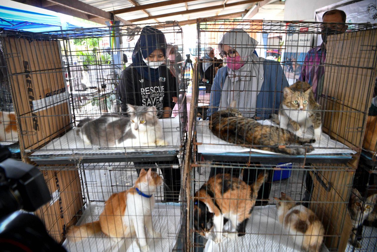 Mas Ermieyati (kanan) bersama Norashikin (kiri) meninjau kucing-kucing terbiar yang akan divaksin di Program CSR Vaksinasi Kucing dan Anjing Terbiar di Star Cat Shelter.