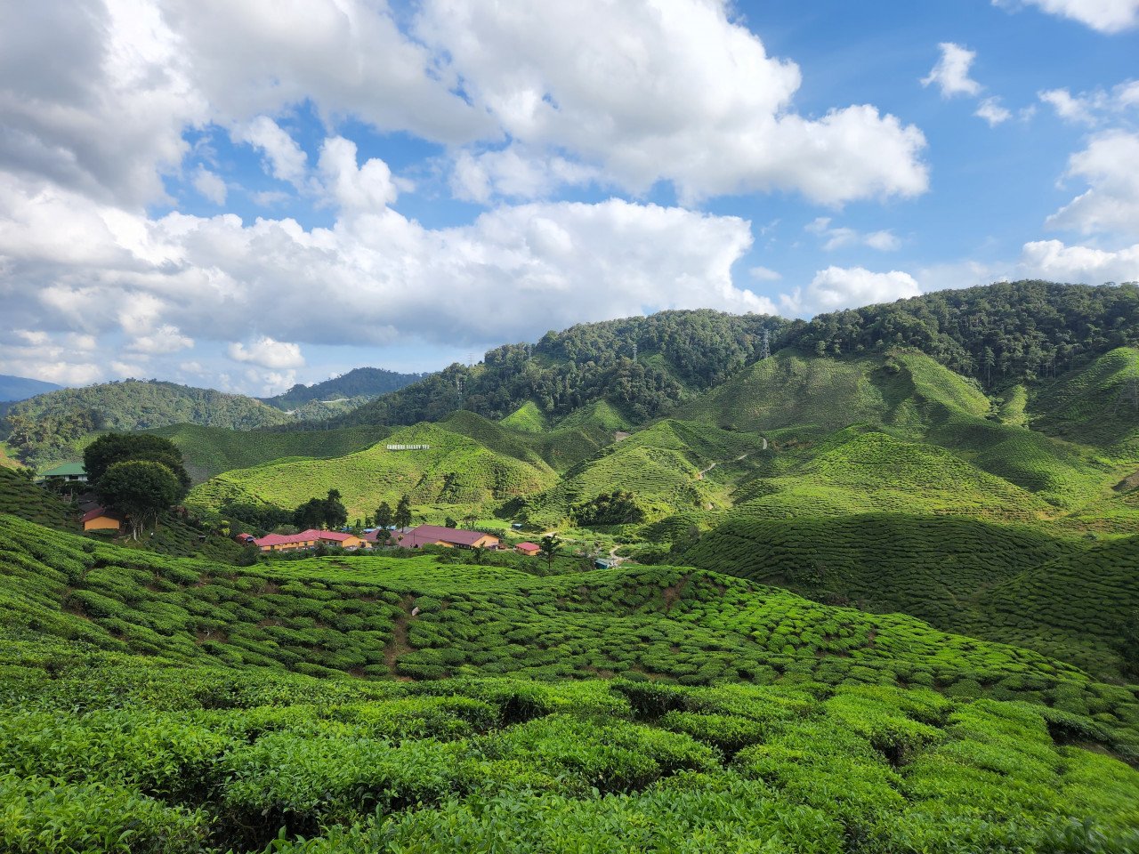 Ladang teh menghijau di Cameron Highlands - Gambar oleh Rahayu Mat Nah
