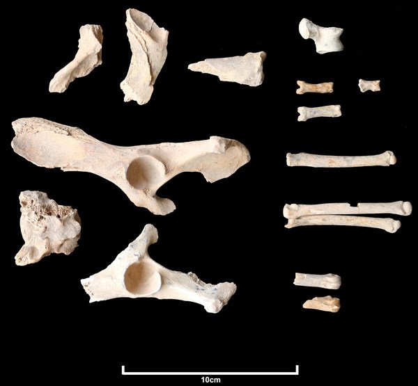 Tulang-tulang anjing purba bertarikh sekitar 4000-4200 Sebelum Masihi