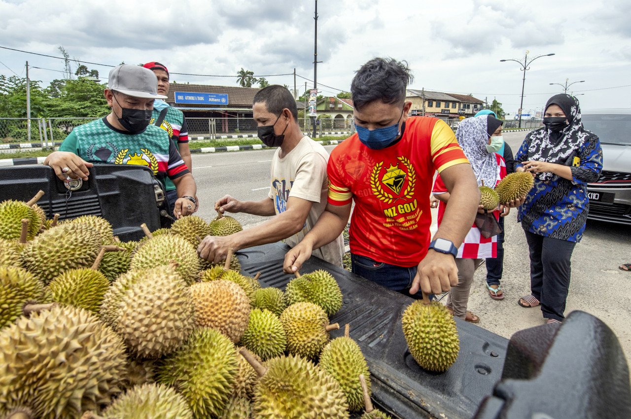 Orang ramai mendapatkan durian yang diberi percuma oleh syarikat MZ Gold Sdn Bhd di jalan Kota Bharu ke Pengkalan Kubor di Pasir Pekan
