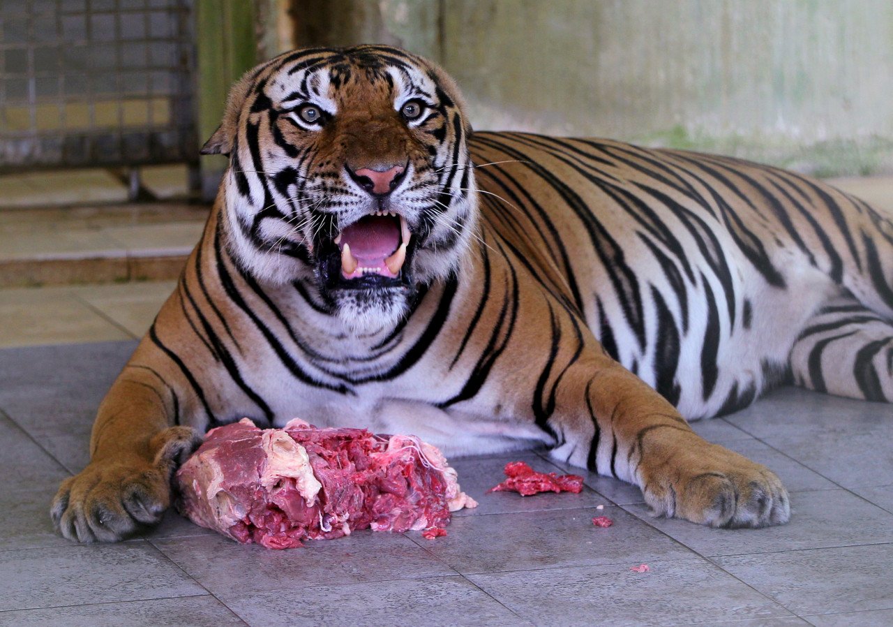 Seekor harimau jantan yang diberi nama Sungkai diberi makanan ketika tinjauan Bernama di Pusat Menyelamat Hidupan Liar Kebangsaan (NWRC) baru-baru ini. gambar BERNAMA