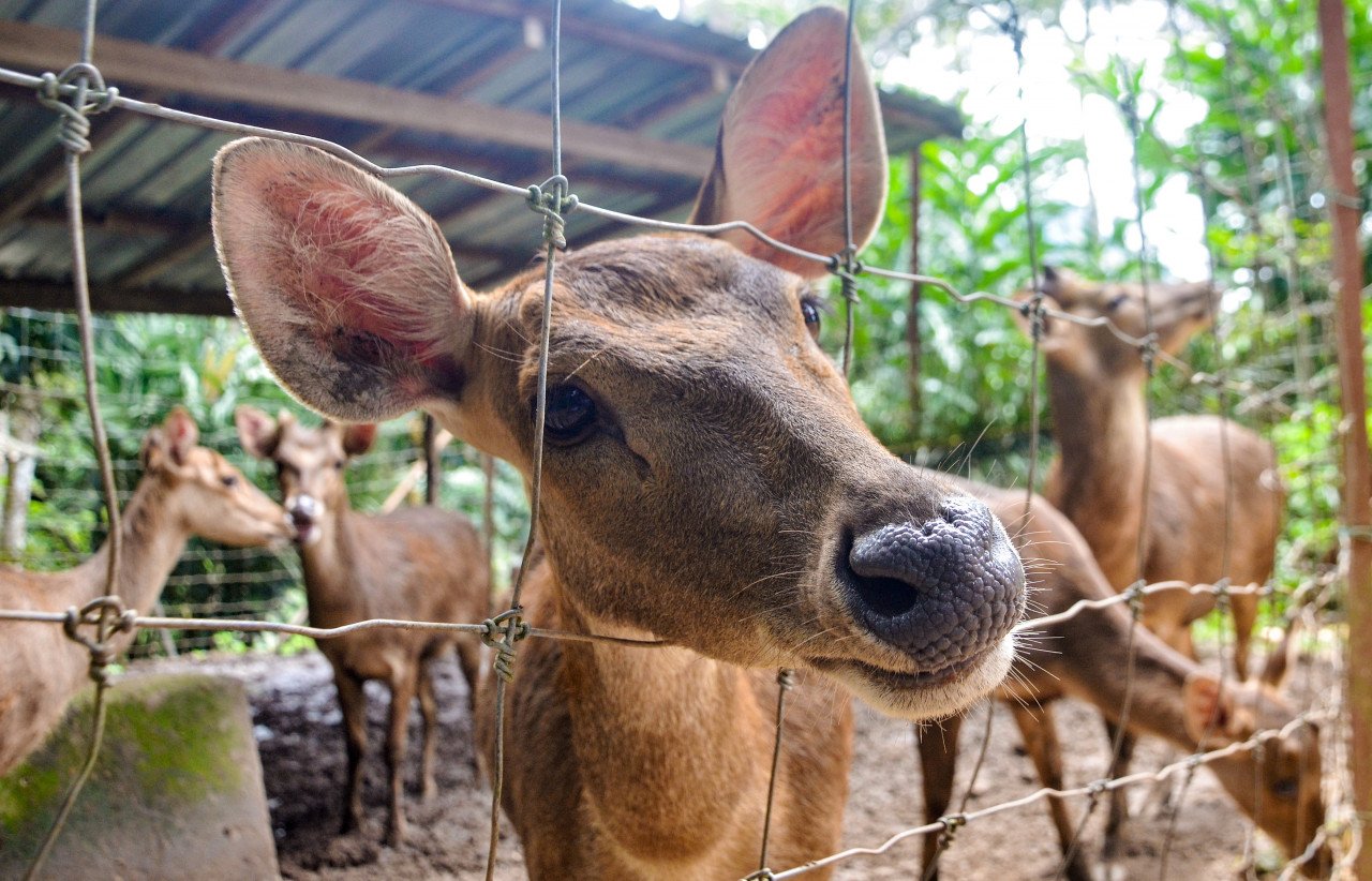 Empat ekor induk rusa baka Timorensis diperolehi dengan bantuan Jabatan Veterinar Gua Musang. - gambar BERNAMA