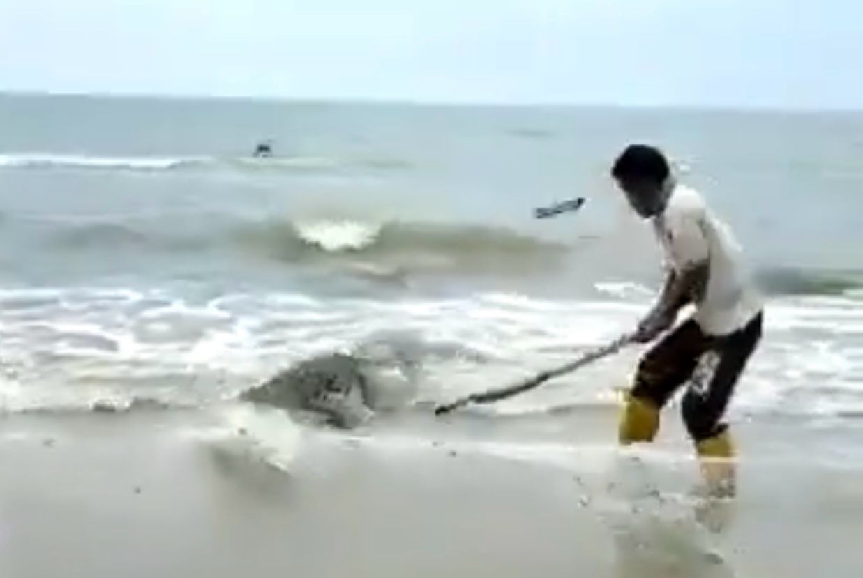 Reptilia berkenaan yang tersangkut pada pukat terlebih dahulu dipukul berulang kali menggunakan kayu. - gambar X