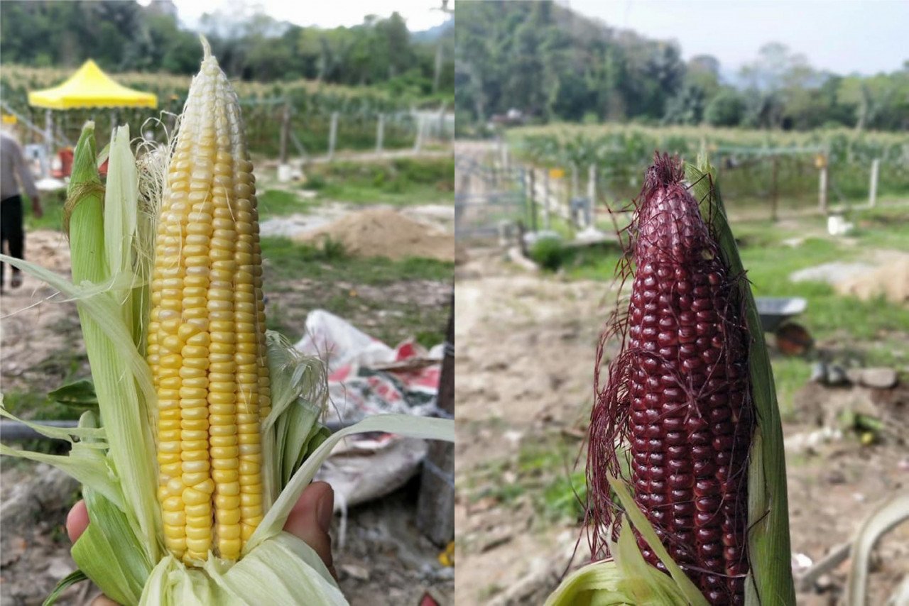 Dua jenis jagung yang ditanam di Kebun Kapten di Seri Menanti.