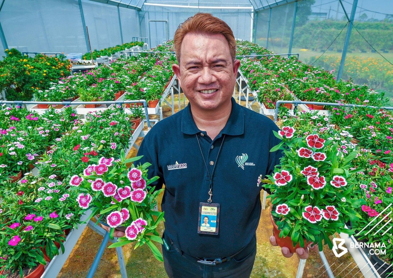 Ketua Unit Industri Florikultur Jabatan Pertanian Malaysia (DOA) Mohamad Nizam Malik berkata pihaknya menyasarkan untuk mengeksport lebih 10,000 kotak Bunga Teluki sebagai permulaan menjelang akhir tahun ini. - gambar BERNAMA