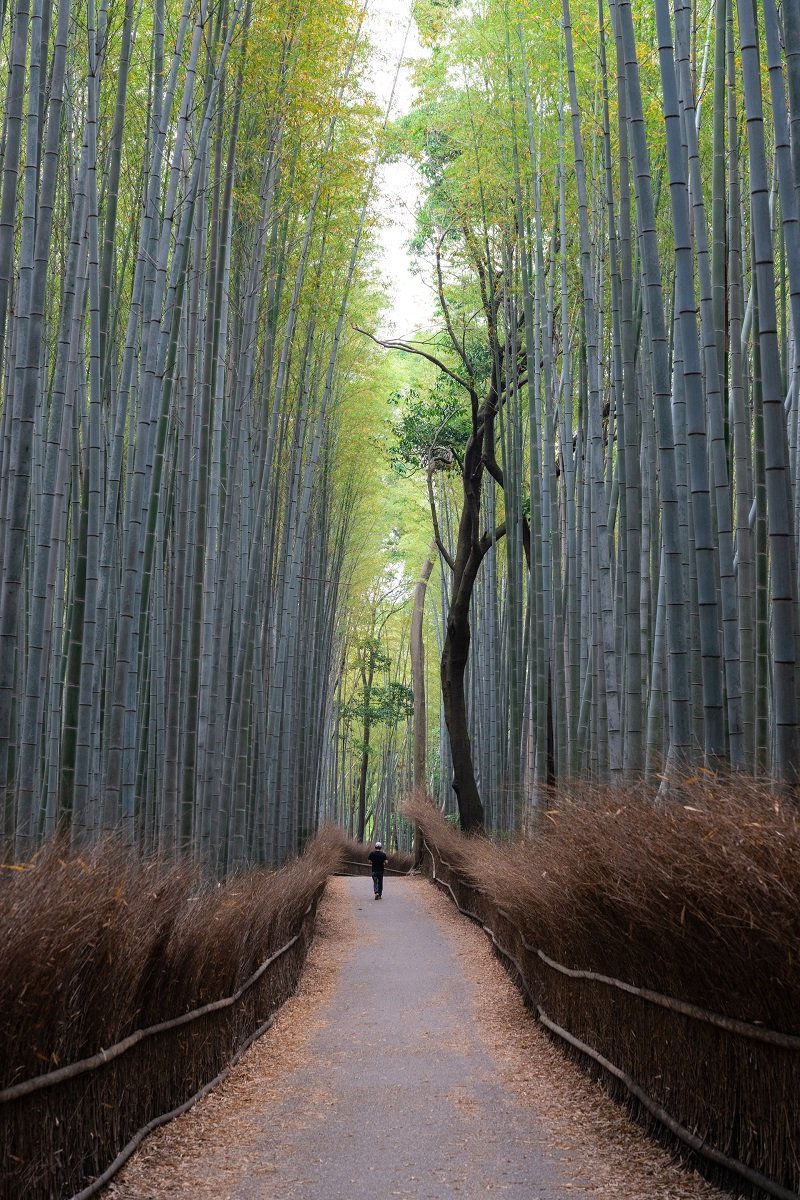 Pemandangan lazim di Arashiyama Bamboo Forest