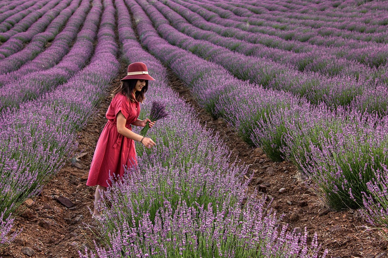 Ladang Lavender di Isparta Antalya. - Gambar Türkiye Tourism Promotion and Development Agency (TGA)