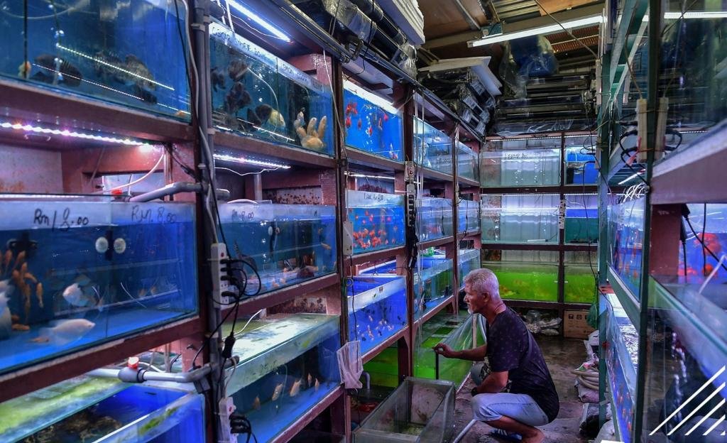 Pelanggan boleh memilih ikan hiasan yang digemari dengan melihat sendiri dalam akuarium dii kedai. - gambar BERNAMA