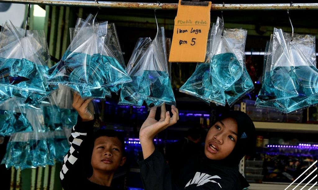 Pembeli memilih ikan laga di Jalan Pasar Pudu. - gambar BERNAMA