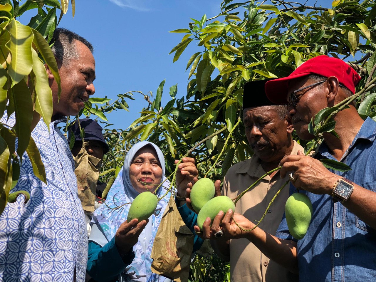 Pengerusi Persatuan Pengusaha Harumanis Kedah, Othman Ismail (kanan) berbincang bersama pengusaha Harumanis D'Aman di sebuah kebun dekat Pida 7, Kubang Pasu, hari ini. - gambar Rafisqi Radhi