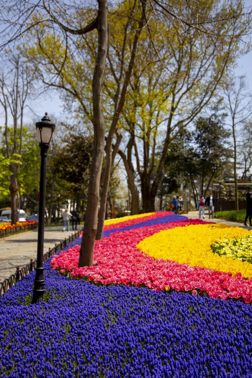 Biarpun bunga Tulip sering dikaitkan dengan Belanda, namun ia sebenarnya berasal dari Anatolia, Turkiye. - Gambar Türkiye Tourism Promotion and Development Agency (TGA)