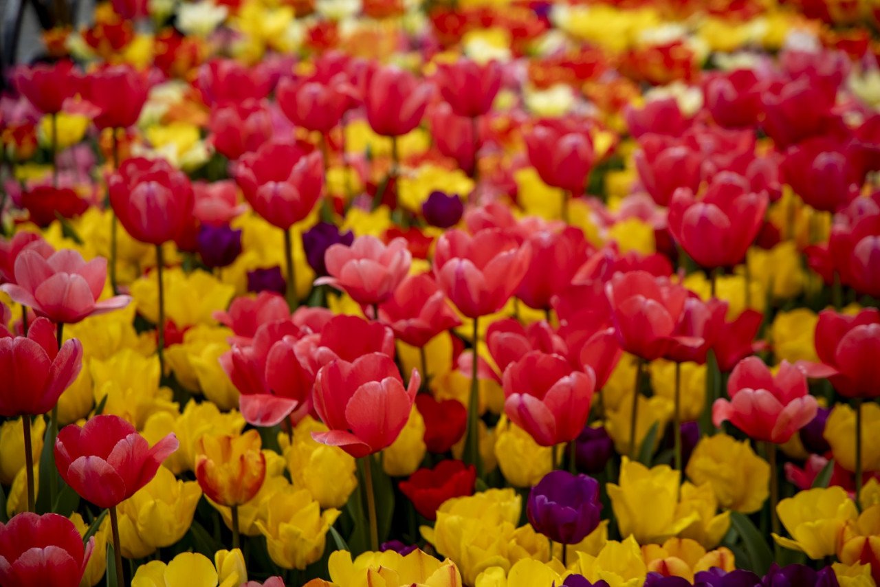 Memandangkan banyak jenis tulip ditanam, tulip dan warnanya memberi pelbagai makna. - Gambar Türkiye Tourism Promotion and Development Agency (TGA)