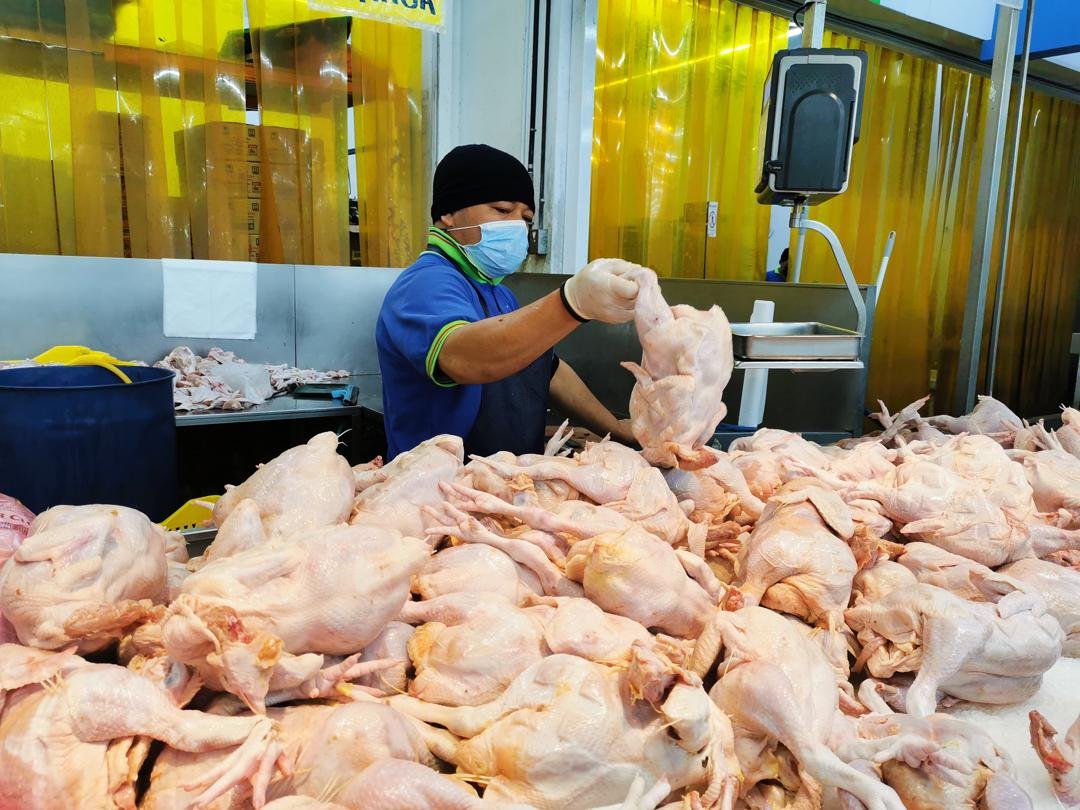 Alias sedang menyusun stok ayam di premisnya untuk dijual kepada pelanggan. - Gambar oleh Aiman Sadiq