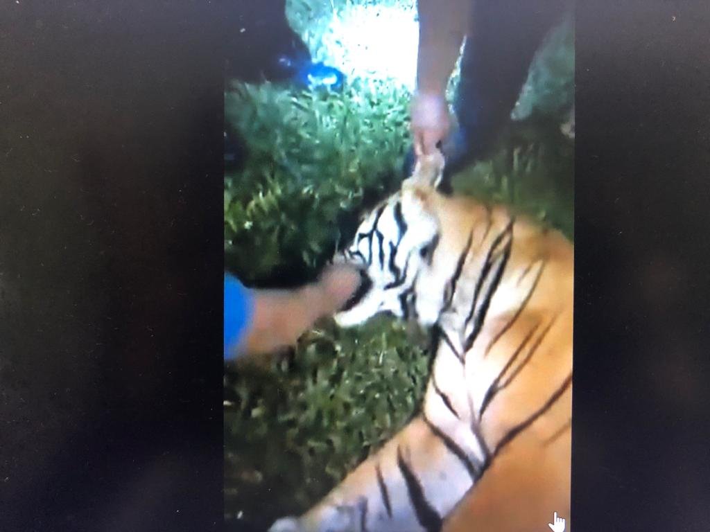 Beberapa individu didakwa mencabut misai harimau belang yang mati dilanggar treler sedang diburu pihak berkuasa. gambar FB