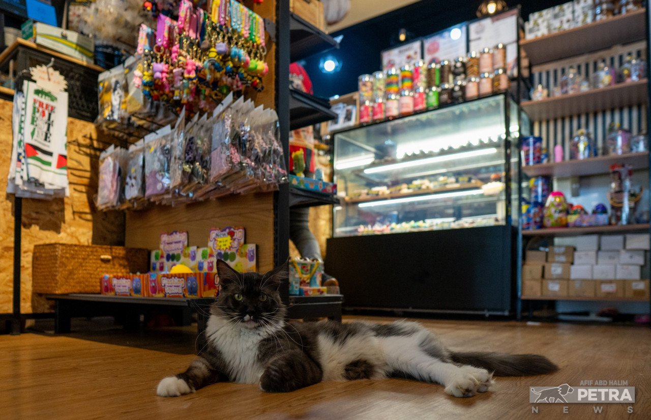 Yugi Cats Cafe mula beroperasi secara rasmi pada Mei 2023