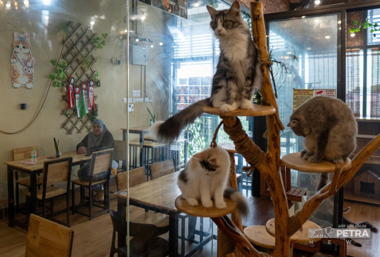 Sudut ‘cat healing’ (bilik kaca atau akuarium kucing) untuk pelanggan melihat gelagat kucing sambil menjamu selera.