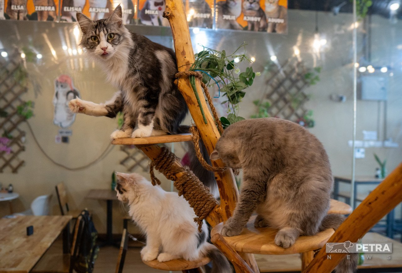 Sebahagian kucing pelbagai baka luar negara ditempatkan di dalam akuarium kucing.