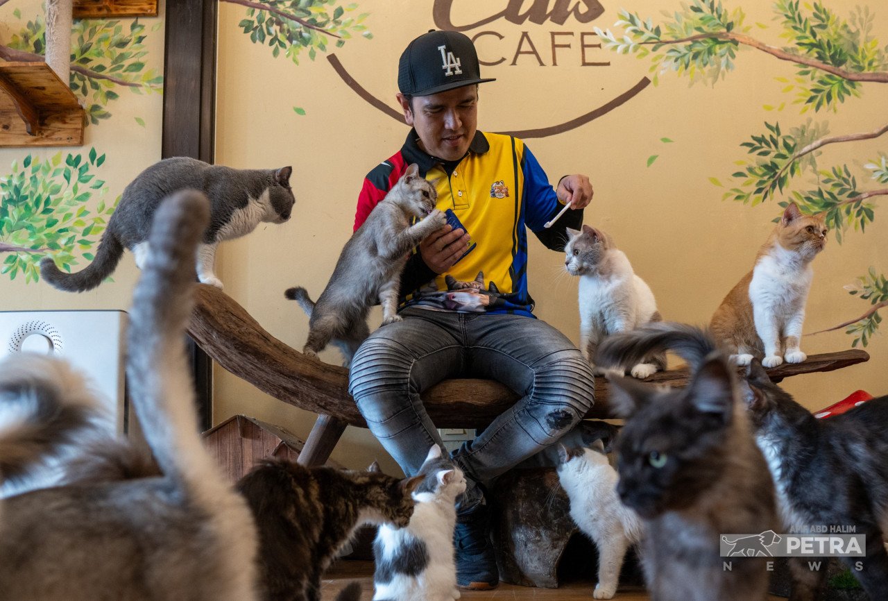 Kira-kira 38 ekor kucing pelbagai jenis baka di kafe.