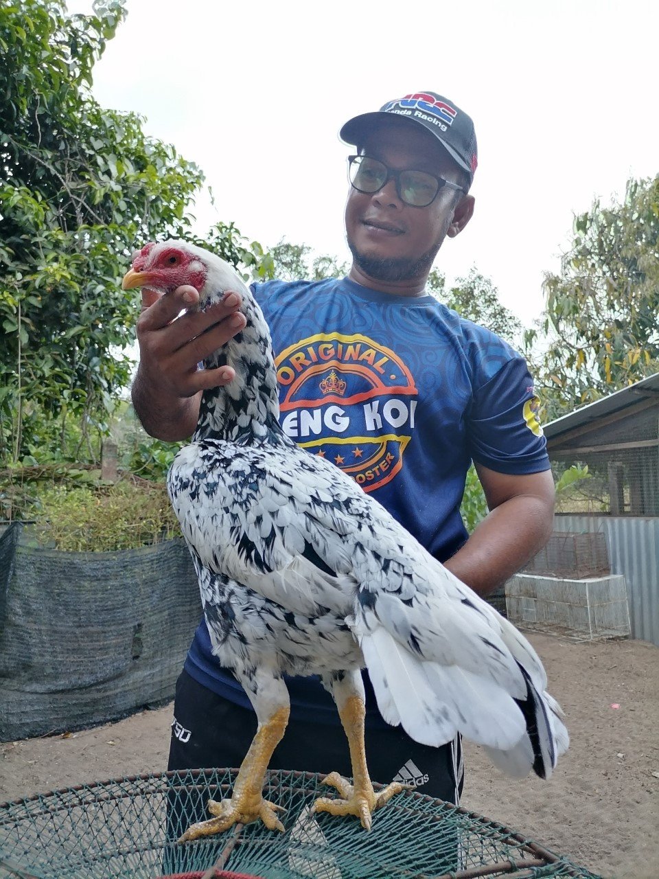  Samsul Azwan bersama baka ayam ratu digelar Mambo