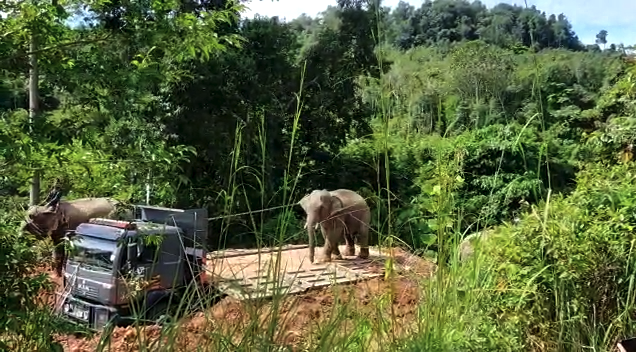 Gajah ini berjaya ditangkap selepas usaha menangkapnya dijalankan selama 4 jam.