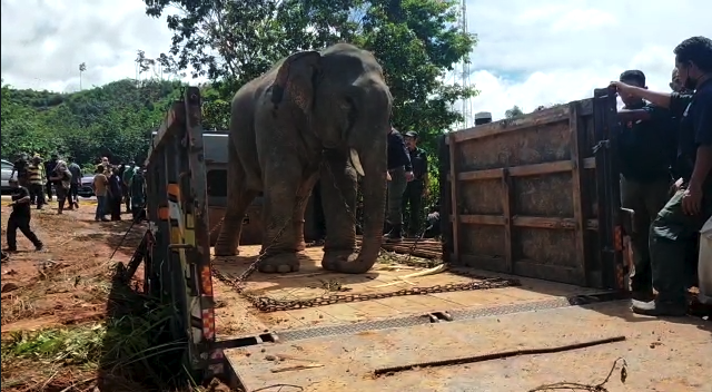 Gajah liar yang dianggarkan berusia kira-kira 30 tahun ini dimasukkan ke dalam lori untuk dipindahkan.