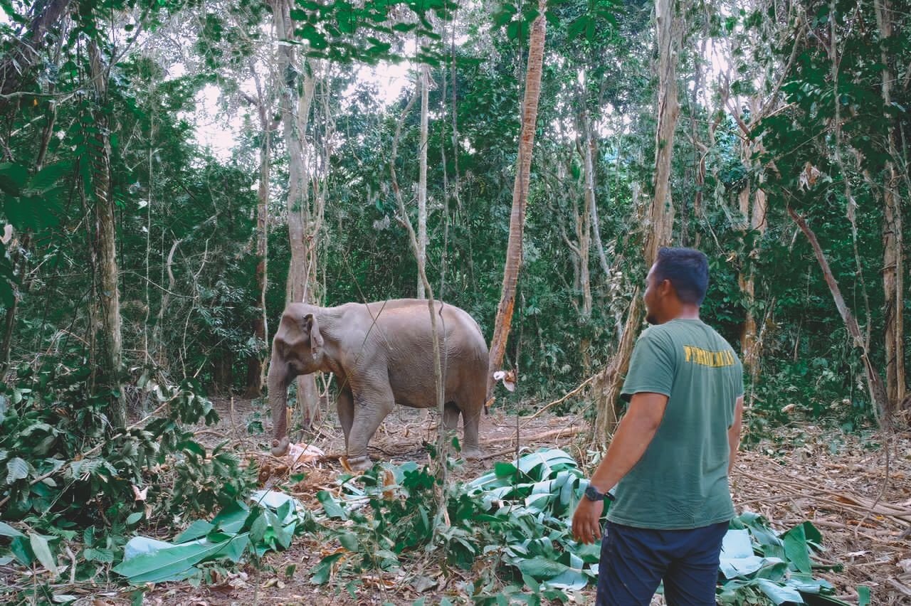Gajah ini dipindahkan ke habitat semula jadi di Taman Negara Kelantan-Terengganu-Pahang.
