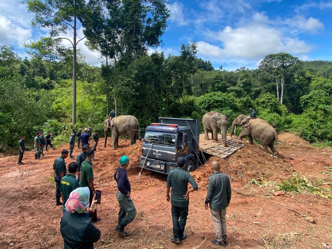 Kasturi dan Rambai didatangkan khas dari Pusat Konservasi Gajah Kebangsaan, Kuala Gandah untuk membantu proses pemindahan gajah liar berkenaan.