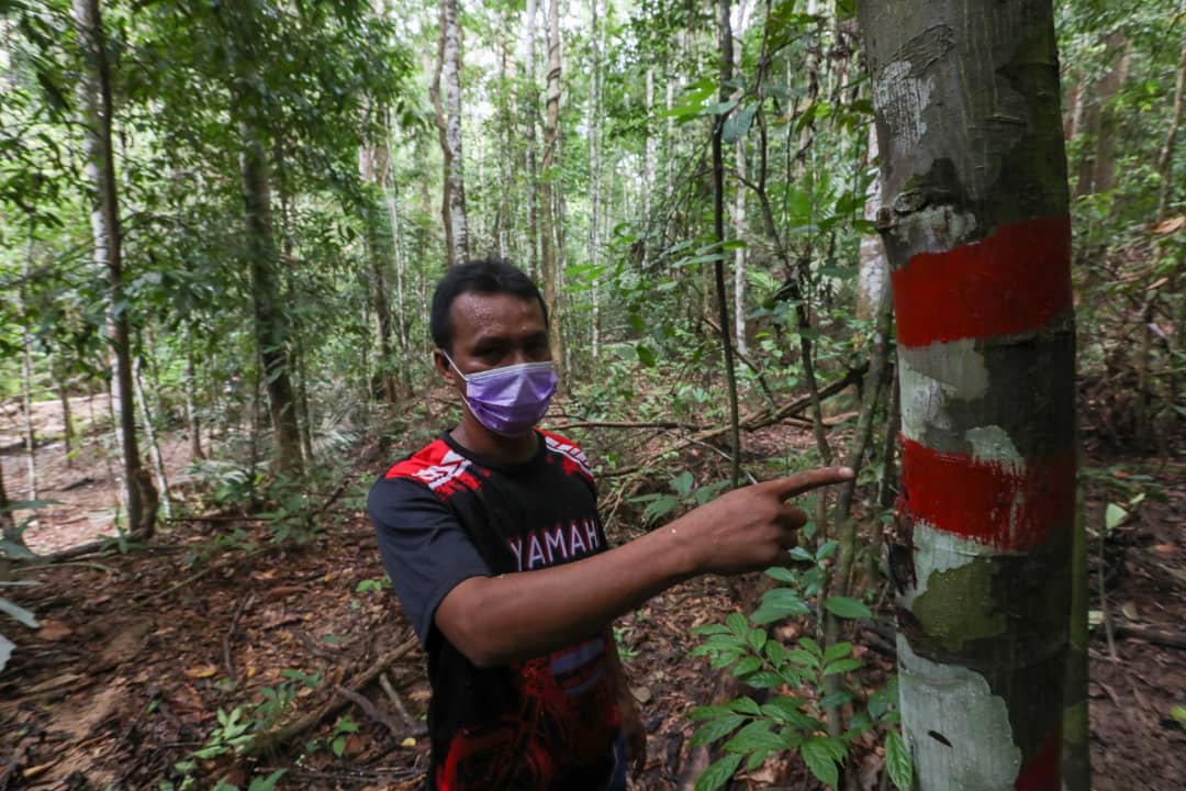 Salah seorang penduduk kampung berhampiran menunjukkan tanda garisan merah pada pokok yang menimbulkan tanda tanya mengenai cara pembalakan akan dilaksanakan di Hutan Simpan Bukit Perangin.