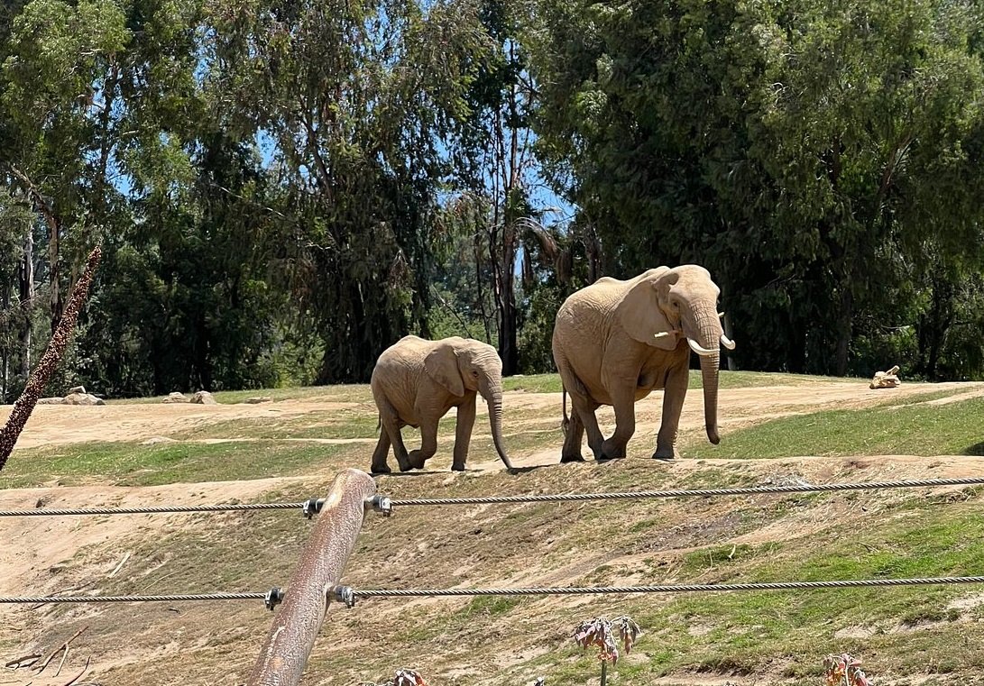 Lembah Gajah Denny Sanford  bakal dibina menyamai habitat asal gajah.  gambar TripAdvisor