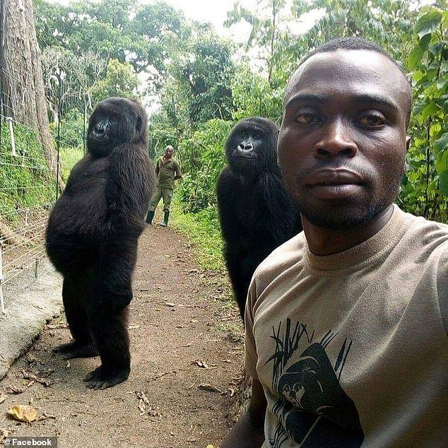 Gambar gorila yang menyelit dalam swafoto Virunga ini menjadi viral. - Gambar dari dailymail.co.uk