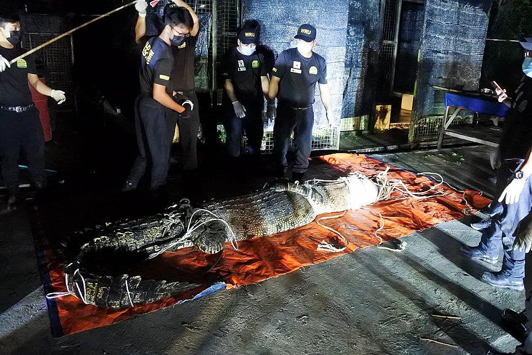 Buaya tembaga seberat 200 kilogram ini dibawa ke Pusat Penyelamat Taman Hidupan Liar Lok Kawi, awal pagi tadi.