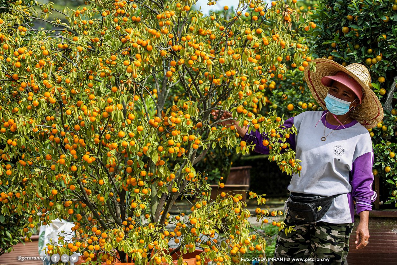 Permintaan terhadap limau mandarin naik mendadak menjelang Tahun Baharu Cina. - Foto SYEDA IMRAN