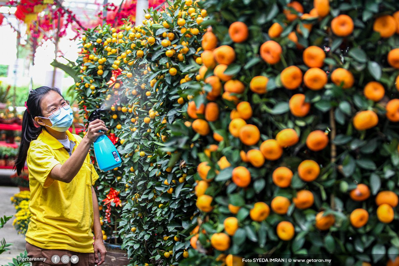 Limau mandarin sangat sinonim dengan Tahun Baharu Cina. - Foto SYEDA IMRAN