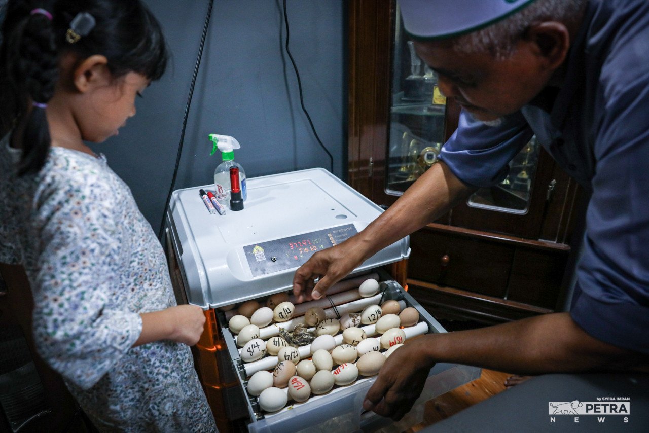 Kamaruddin Hasyim memberi tunjuk ajar mengenai cara penetasan anak ayam menggunakan inkubator kepada cucunya.
