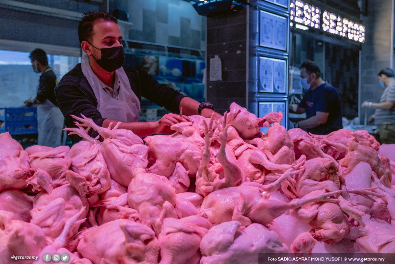 Pada 1 Jun lalu, Malaysia memutuskan untuk menghentikan pengeksportan 3.6 juta ekor ayam ke luar negara susulan isu bekalan bahan makanan tersebut tidak mencukupi di pasaran. - Gambar fail