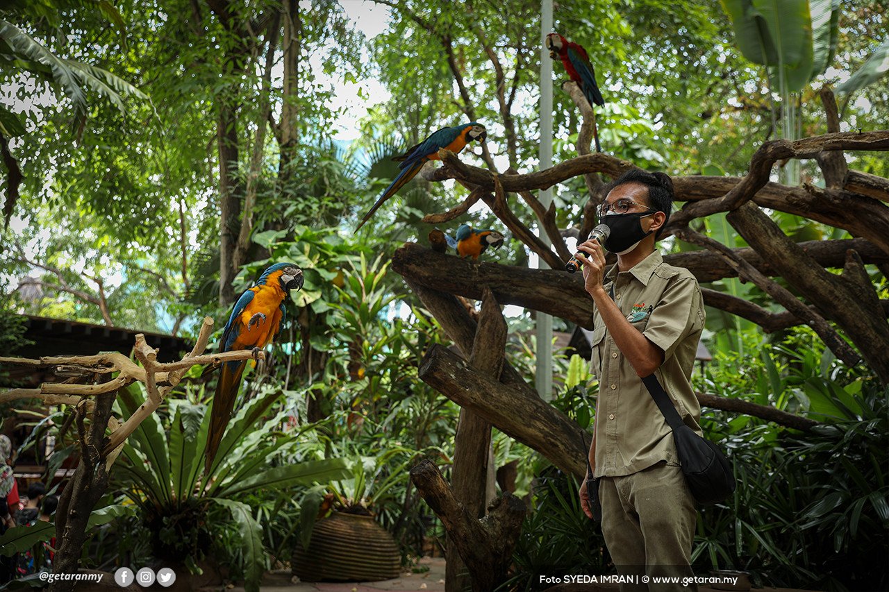 Seorang pekerja taman burung Taman Tema Sunway Lagoon yang memakai pelitup muka menghiburkan pegunjung. - Gambar oleh Syeda Imran