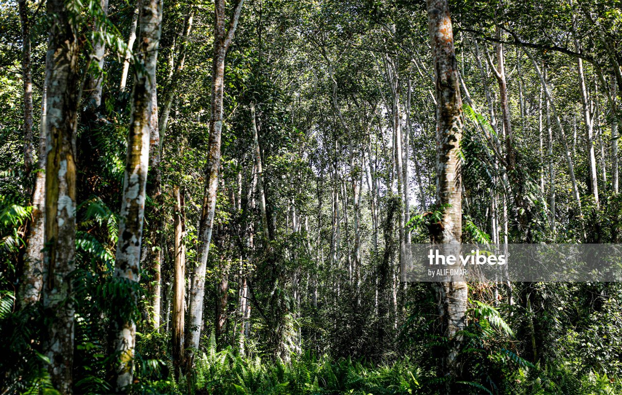 Pada November 2020, barisan ADUN Selangor sebulat suara meluluskan usul supaya kesemua hutan simpan Selangor dipertahankan dan dipulihara selama-lamanya. - Gambar Alif Omar