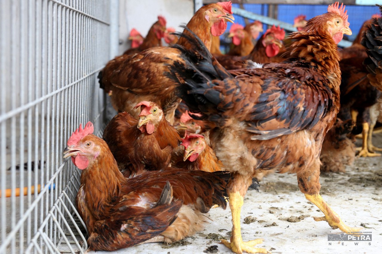 MAFI juga giat dalam mempermudah pembayaran tuntutan subsidi ayam kepada penternak sebanyak RM729.43 juta sejak 5 Februari lalu. - Gambar fail
