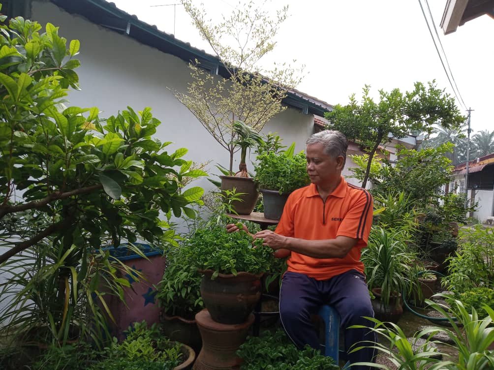 Abdullah sedang mencatas bayam brazil di belakang rumahnya di Bandar Baru Bangi, Selangor.