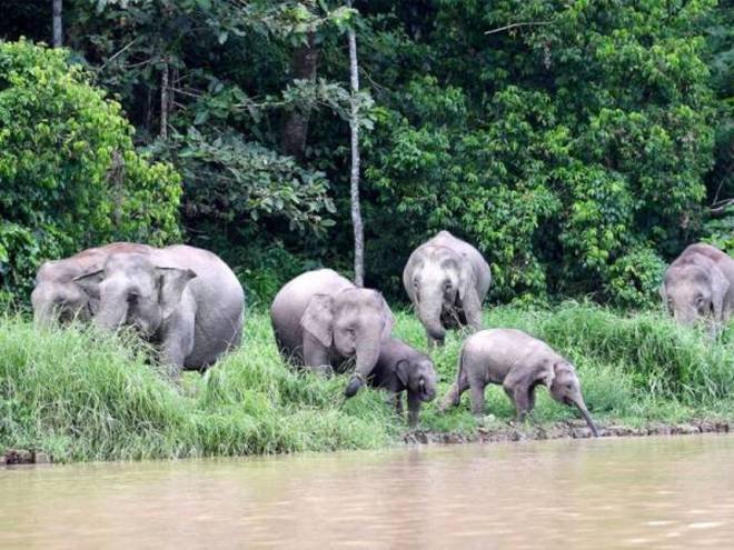 Gajah Pygmy - Gambar Fail Bernama
