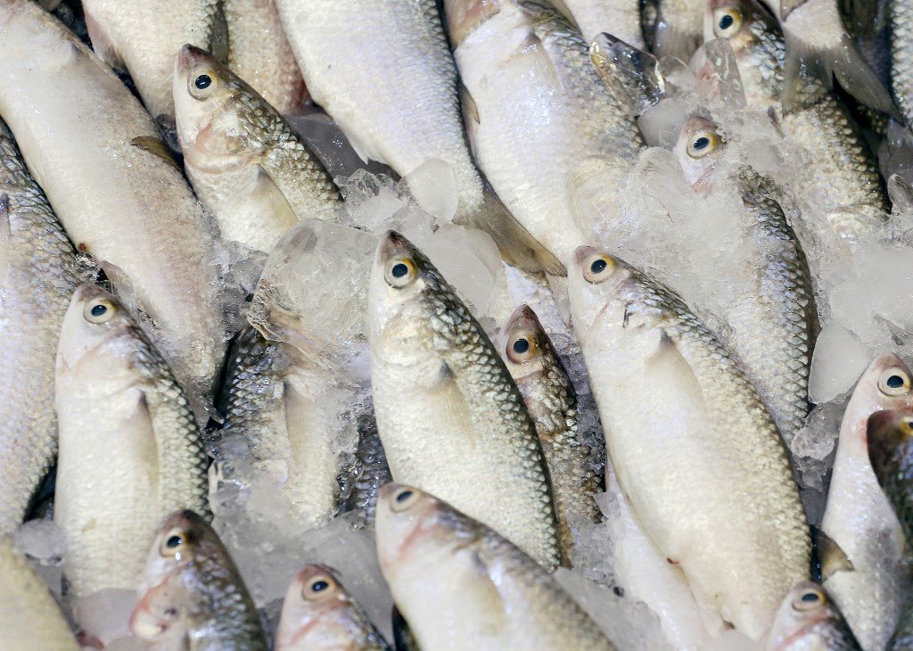 Ikan juga kaya dengan iodin, yang merupakan mineral penting bagi tubuh badan. - Gambar AFP