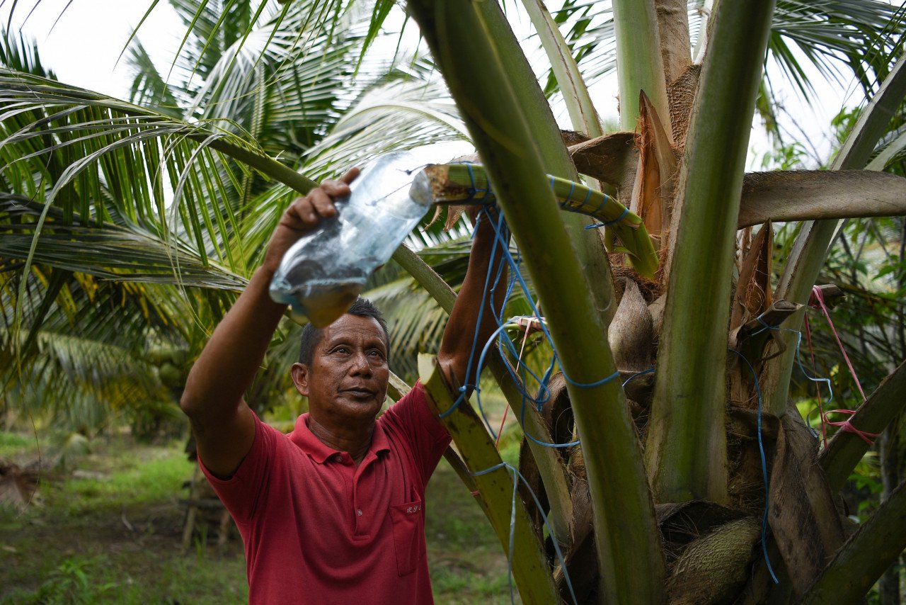 Ismail memeriksa air manisan nira yang terkumpul dalam bekas plastik yang diikat pada mayang pokok kelapa ketika ditemui di Kampung Batu Putih. - Gambar Bernama