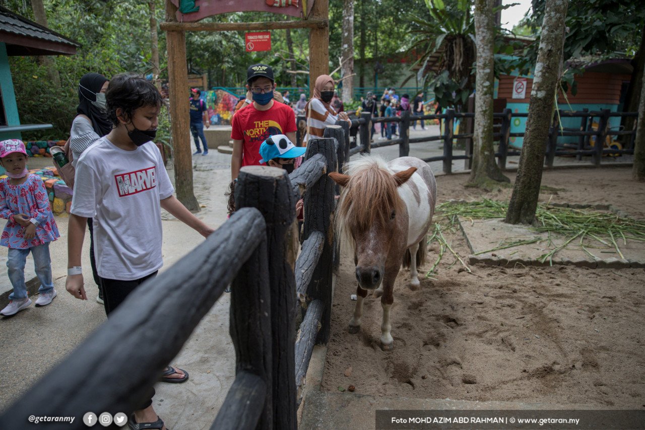Kuda Padi turut menjadi tarikan pengunjung di Zoo Negara.
