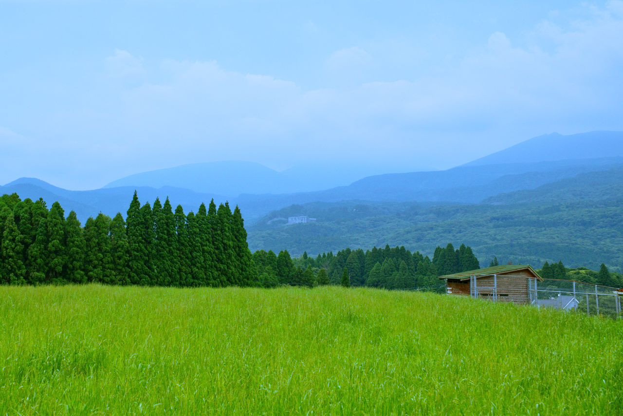  Salah satu kawasan ladang ternakan di wilayah Miyazaki, Jepun - gambar Unsplash