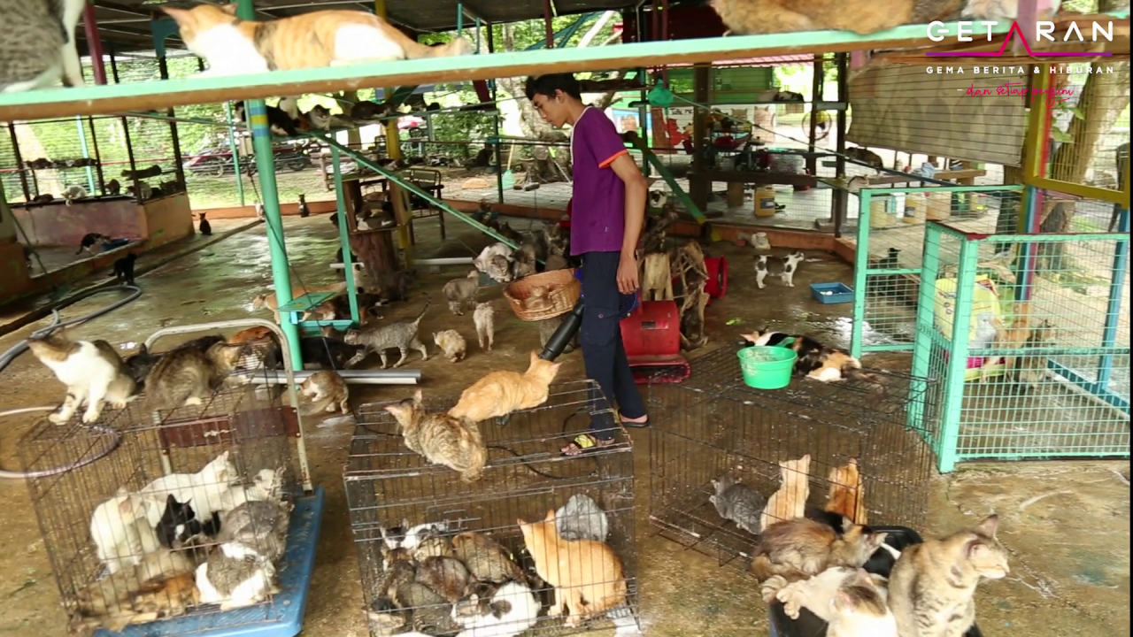 Pekerja Bustana Kucing sedang mengeringkan sangkar utama pusat haiwan tersebut yang dicuci sebanyak tiga kali setiap hari.
